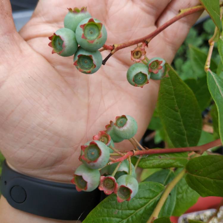 Plant image Vaccinium corymbosum 'Duke'