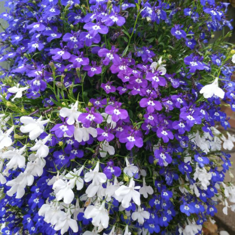 Plant image Lobelia 'String Of Pearls'