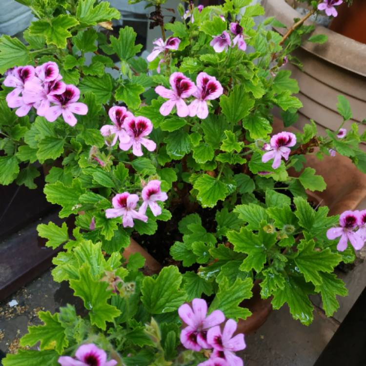 Plant image Pelargonium 'Orange Fizz'