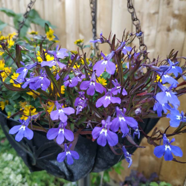 Plant image Lobelia x speciosa