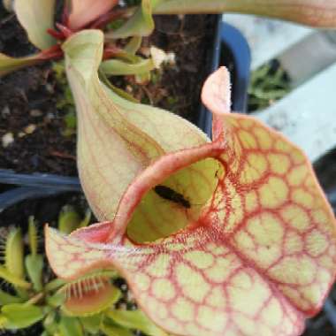 Sarracenia Purpurea