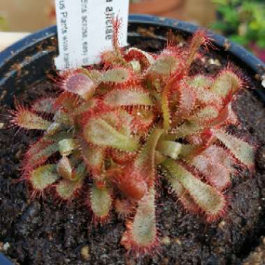 Drosera aliciae 'Sundew'