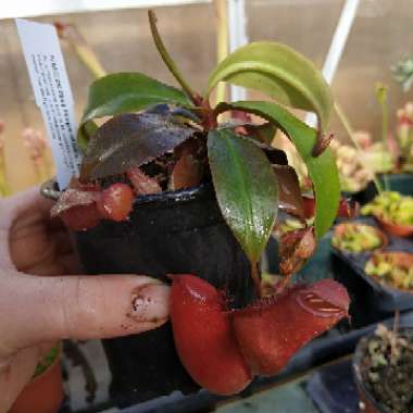 Nepenthes 'Bloody Mary' small