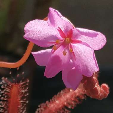 Drosera Capensis 'Red'