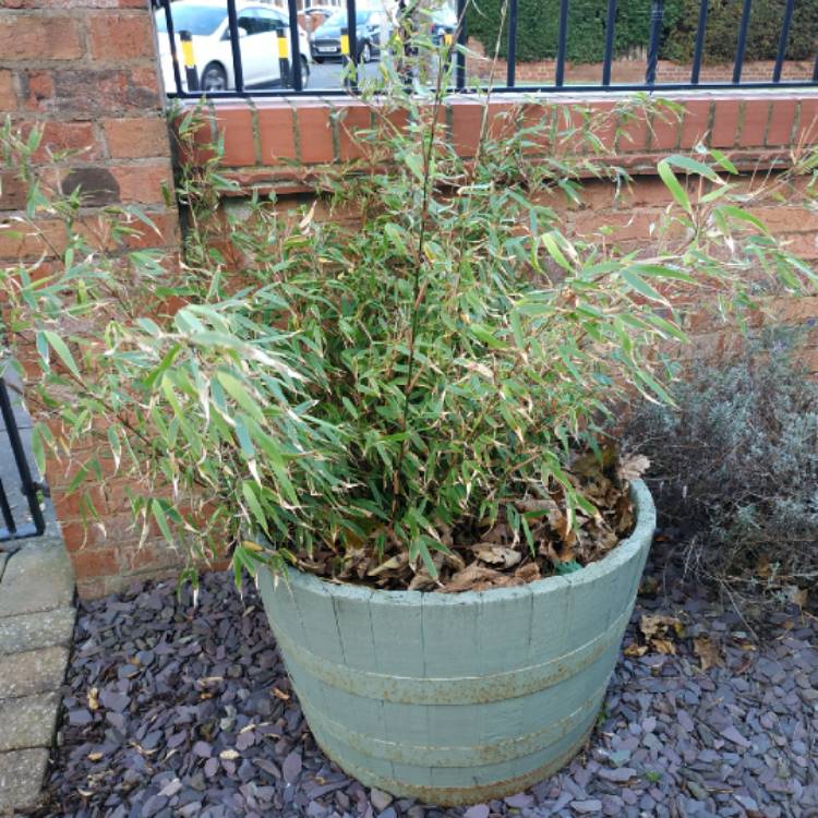 Plant image Phyllostachys bissetii