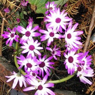 Pericallis x hybrida 'Sunseneribuba' (Senetti Series) syn. Pericallis 'Senetti Blue Bicolor'