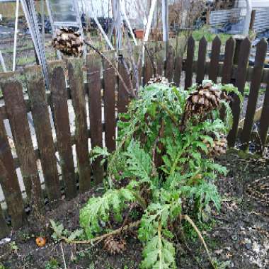 Cynara scolymus 'Green Globe'