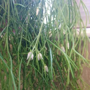 Rhipsalis baccifera syn. Rhipsalis cassutha