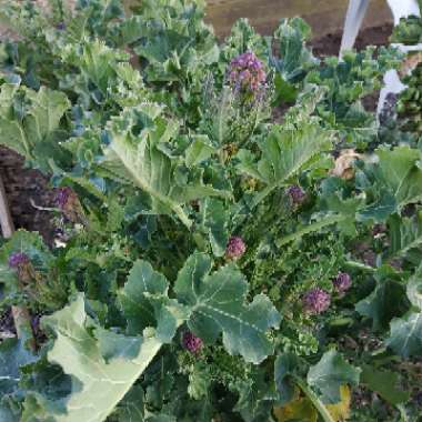 Brassica oleracea (Italica Group) 'Purple Sprouting'