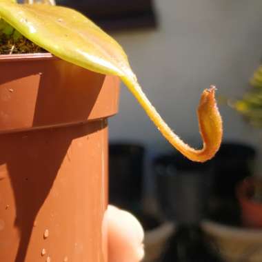 Nepenthes Gaya 