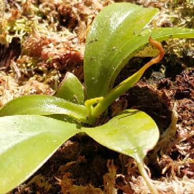 Nepenthes ventrata x