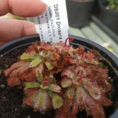 Drosera aliciae 'Sundew'