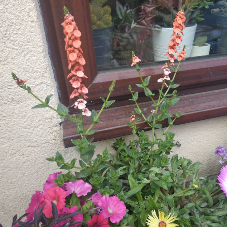 Plant image Diascia Piccadilly Orange 