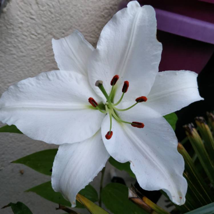 Lilium 'Altari', Lily 'Altari' (Other) - uploaded by @kimmy01