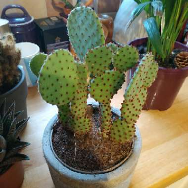 Opuntia microdasys rufida