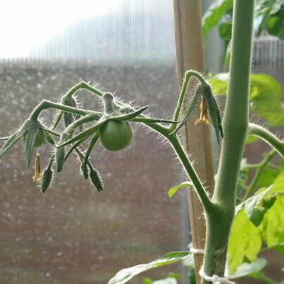 Solanum lycopersicum 'Black Cherry'