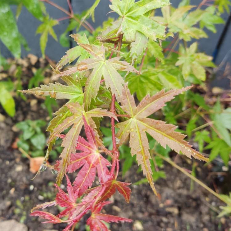 Plant image Acer Phoenix