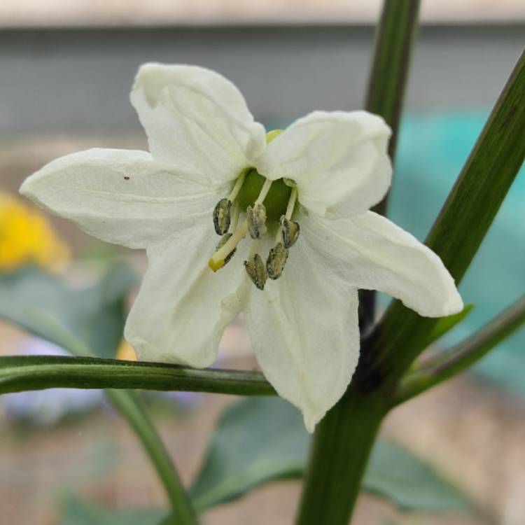 plant image 1604146