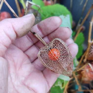 Physalis