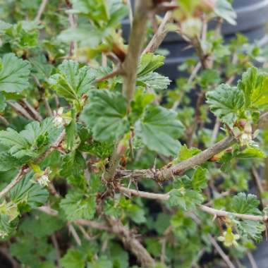 Ribes uva-crispa 'Hinnonmaki Red'