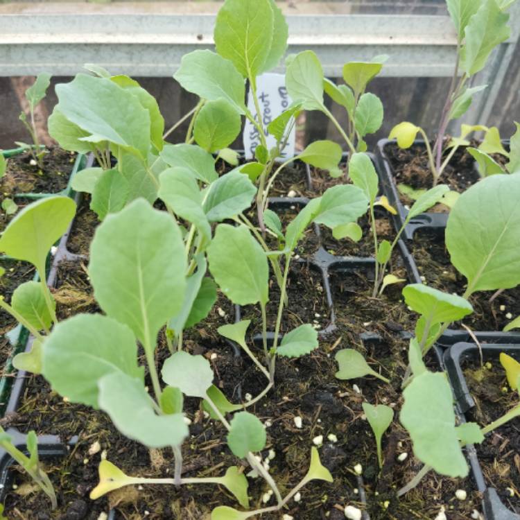 Brassica oleracea (Gemmifera Group) 'Evesham Special', Brussels Sprout ...