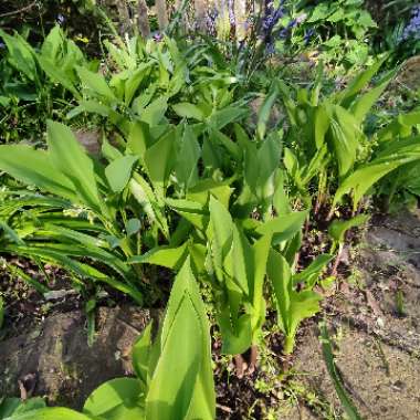 Convallaria majalis