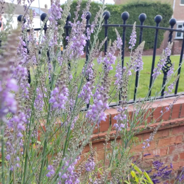 Plant image Linaria purpurea