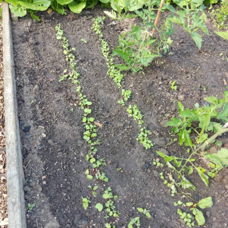 Plant image Brassica juncea 'Mizuna'