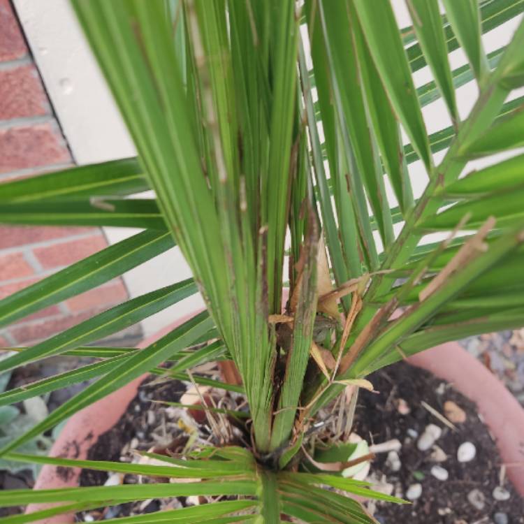 Plant image Phoenix Canariensis