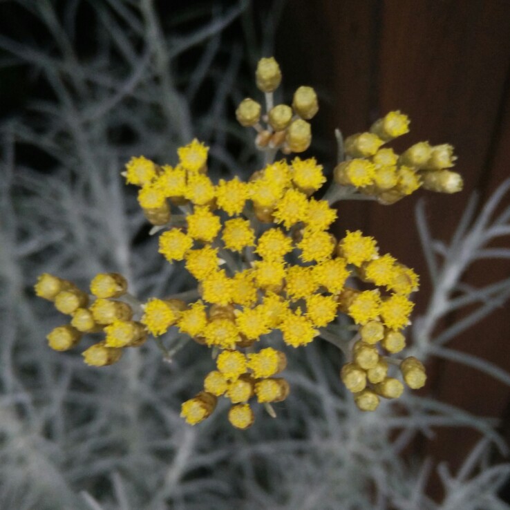 Helichrysum italicum 'Korma'