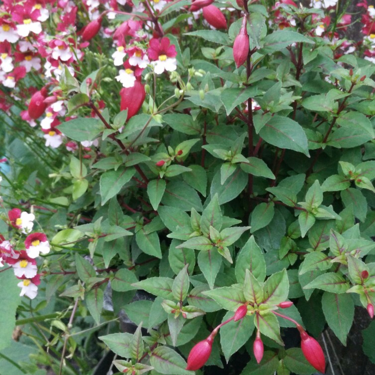 Fuchsia 'Blacky'