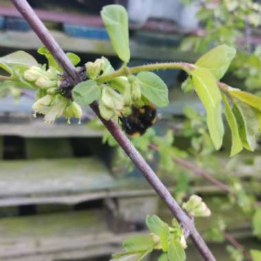 Lonicera caerulea var. kamtschatica 'Morena'