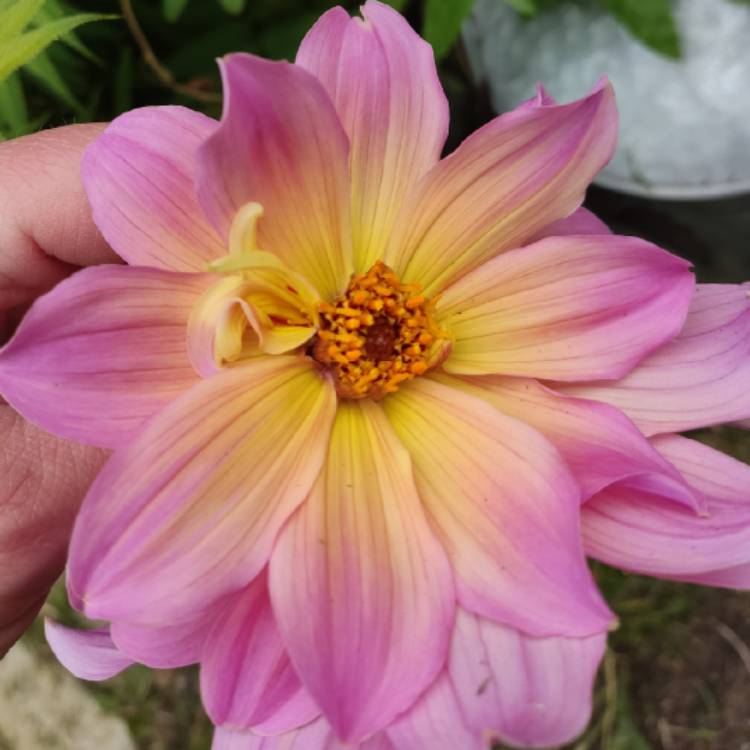 Plant image Dahlia 'Hdpu165' (Happy Days Series) syn. Dahlia 'Happy Days Purple'