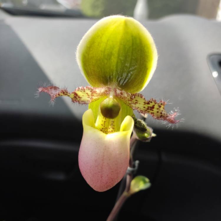 Plant image Paphiopedilum glaucophyllum