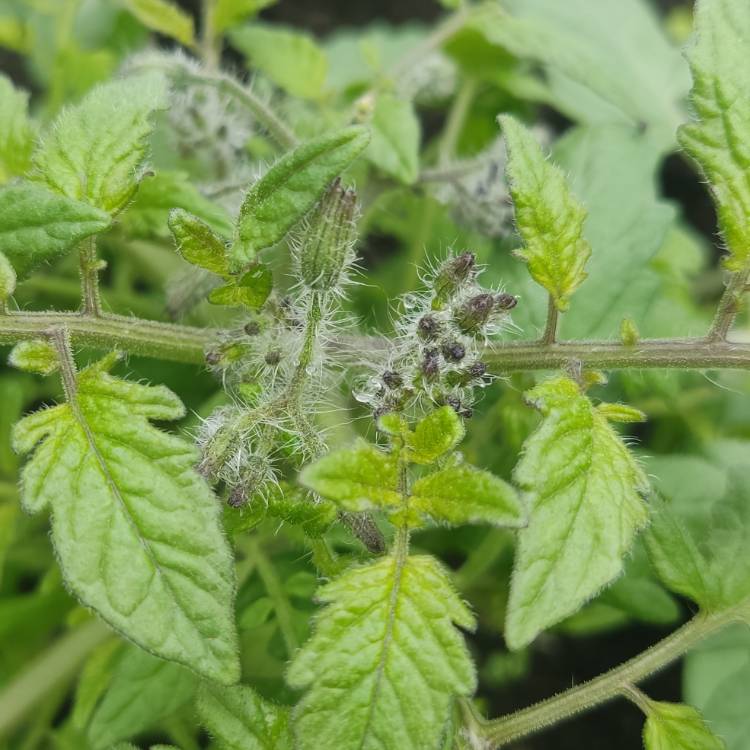 Plant image Solanum lycopersicum 'Tumbling Tom'