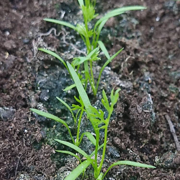 Plant image Daucus carota subsp. sativus 'Early Nantes'