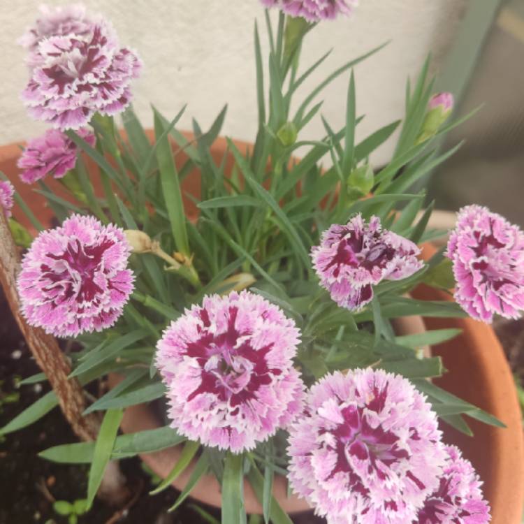 Plant image Dianthus caryophyllus 'Mondrian'