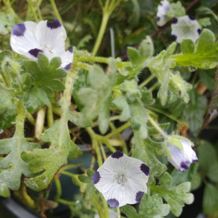 Plant image Nemophila maculata