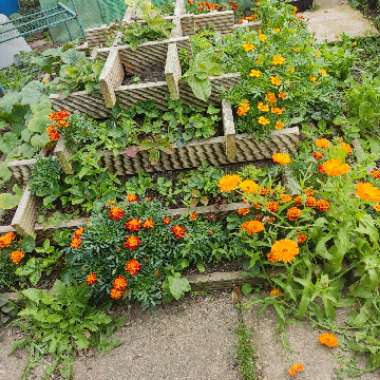 Tagetes French Dwarf