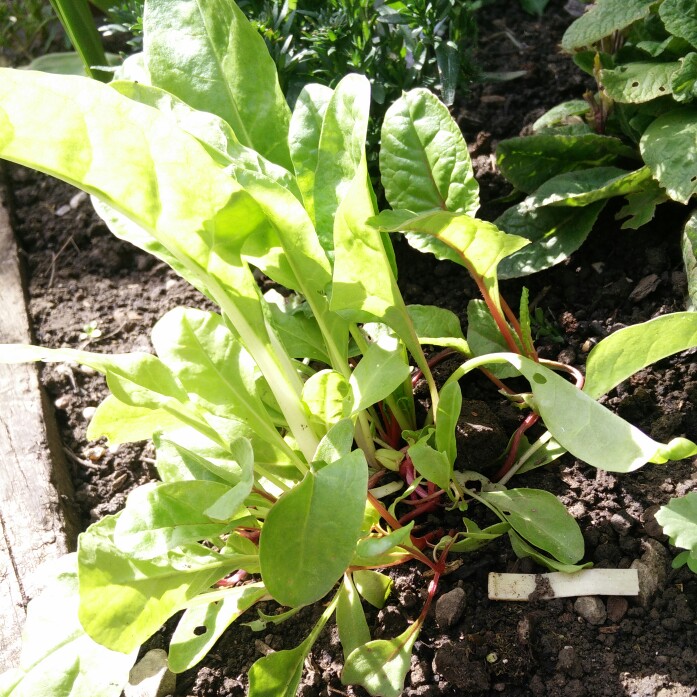 Beta vulgaris subsp. cicla var. flavescens 'Bright Lights'