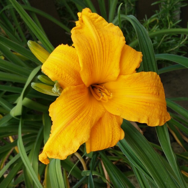 Hemerocallis