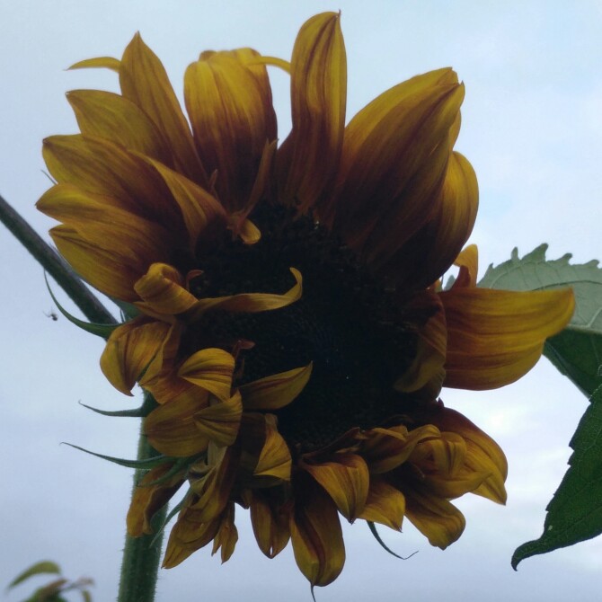 Helianthus annuus