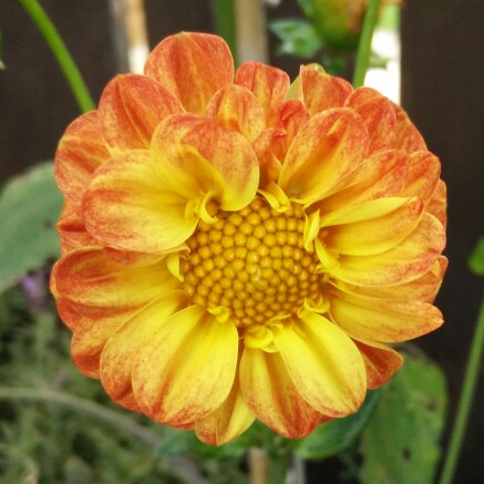 Plant image Dahlia 'New Baby'