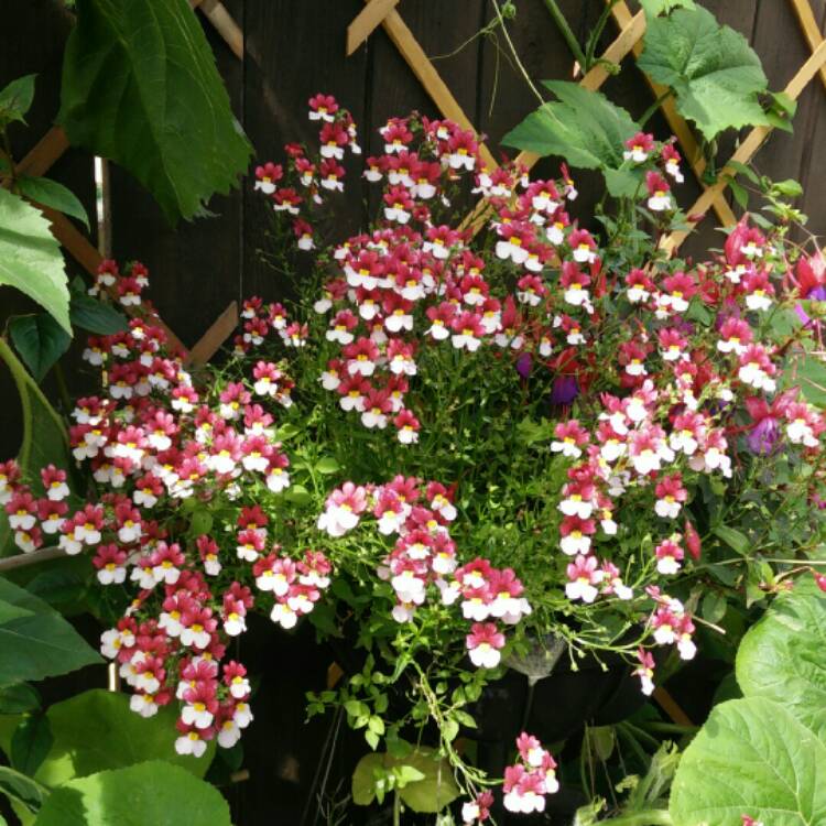 Plant image Nemesia 'Danish Flag'