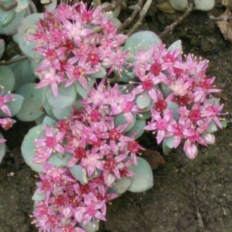 Plant image Hylotelephium Cauticola