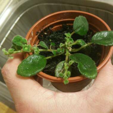 Episcia Dianthiflora