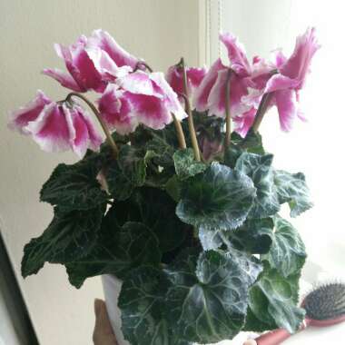 Cyclamen