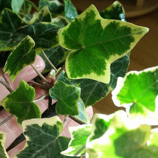 Plant image Hedera colchica 'Dentata Variegata'