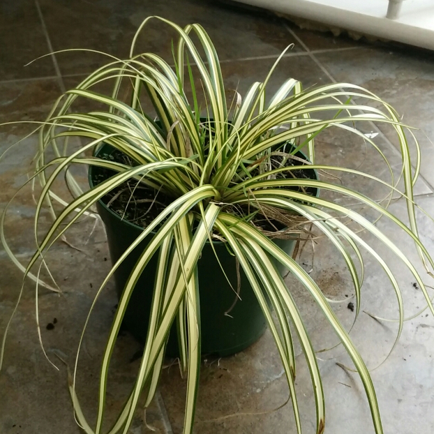 Plant image Carex oshimensis 'Evergold'