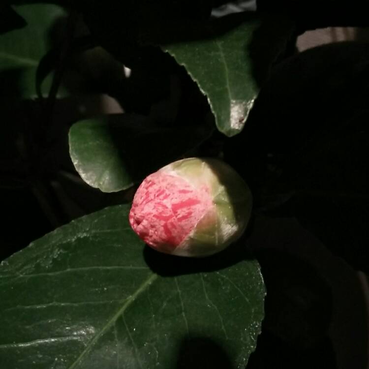 Plant image Camellia japonica 'Kick Off'